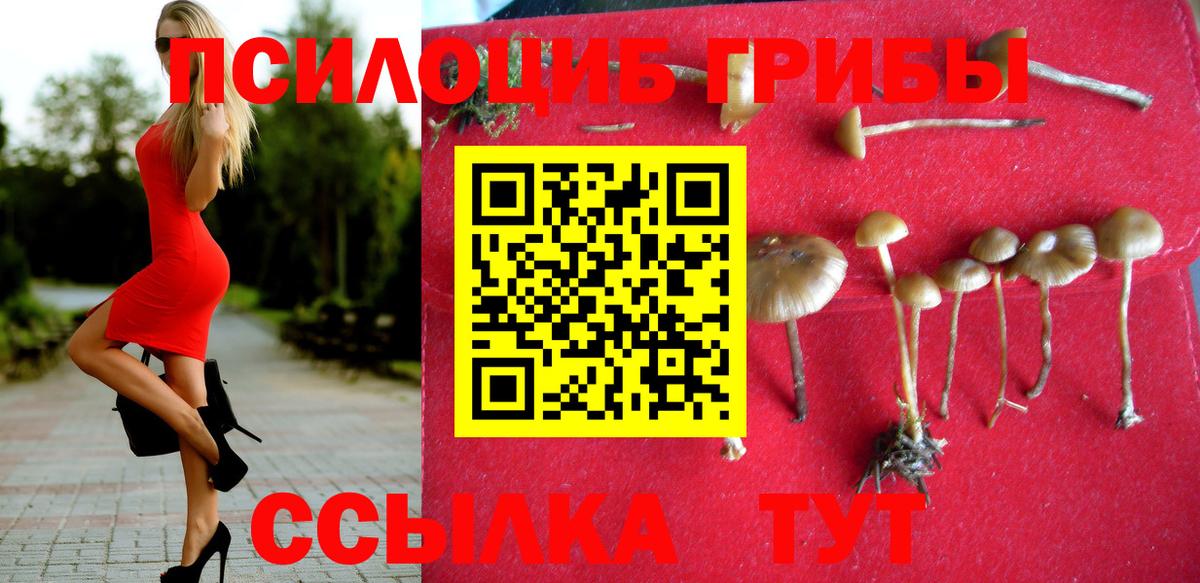 Псилоцибиновые грибы Psilocybe  Вход с VPN  Елабуга 